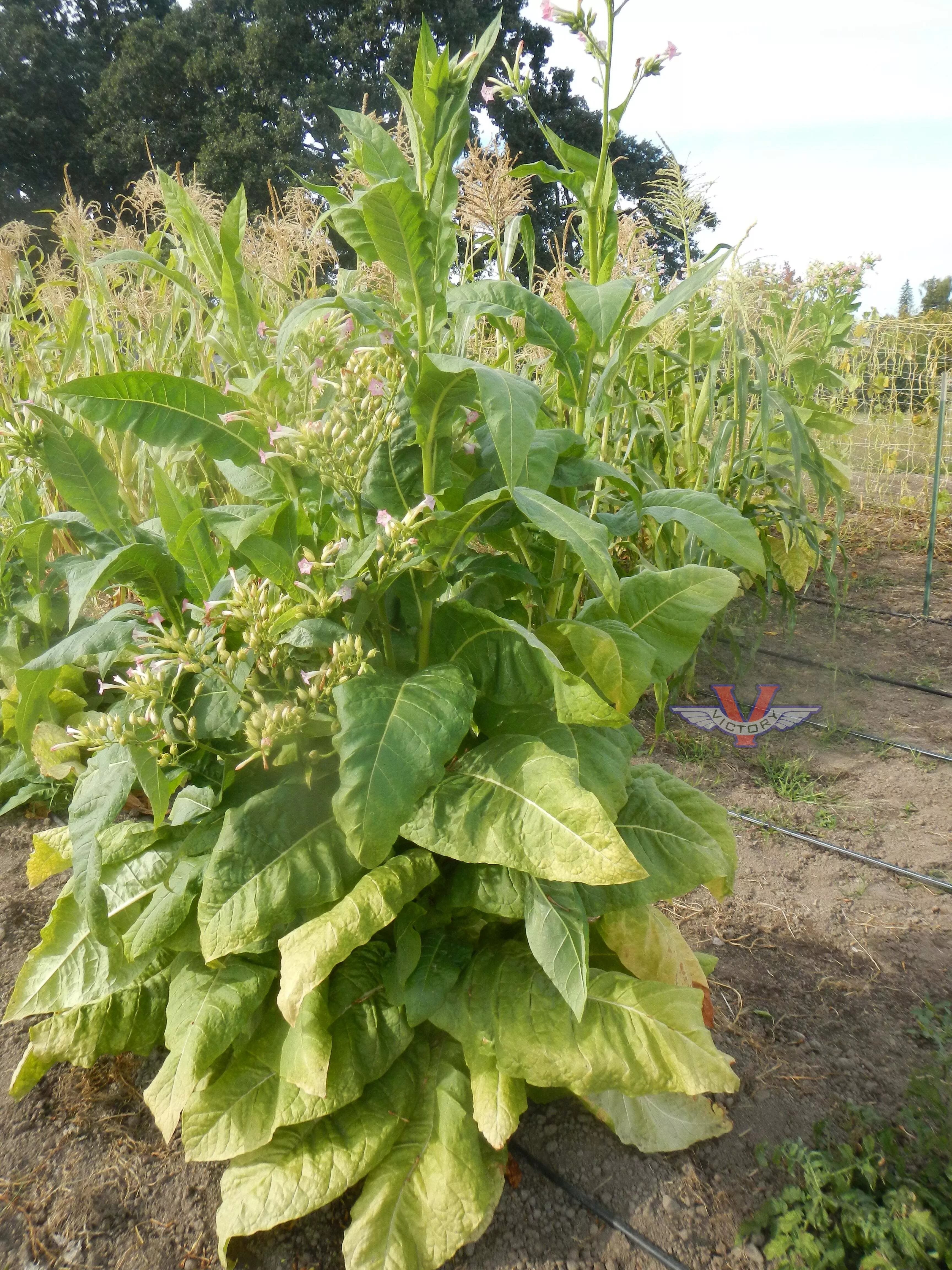 KY 24 Tobacco