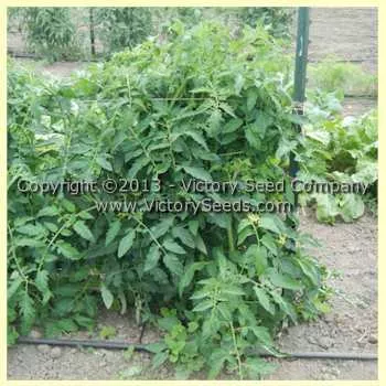 Indark Tomato