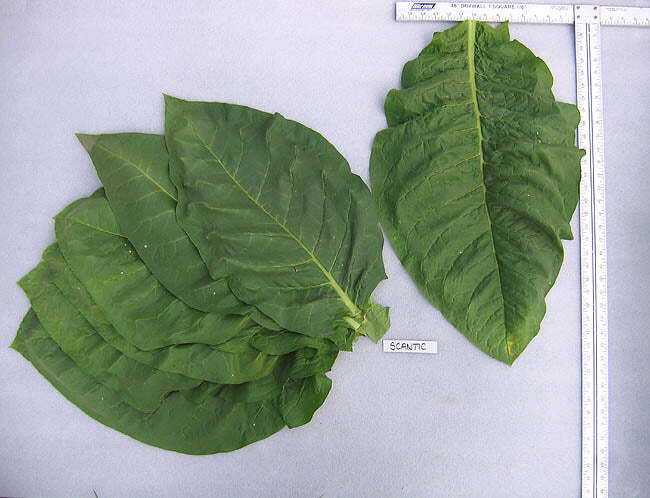 Scantic Tobacco