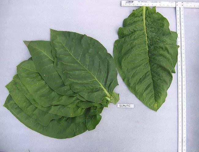 Scantic Tobacco