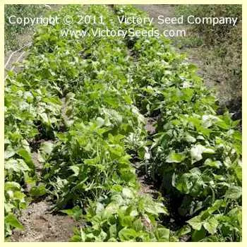 Jacob's Cattle Bush Dry Garden Bean