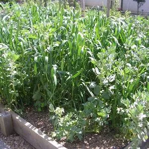Cover Crops and Grain