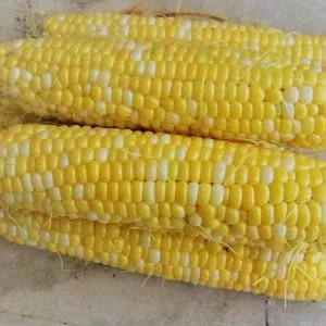 Peaches & Cream SE Sweet Corn