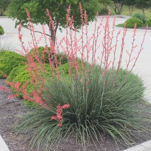 Red Yucca