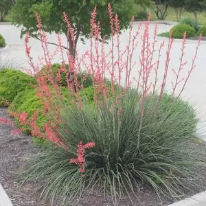 Red Yucca