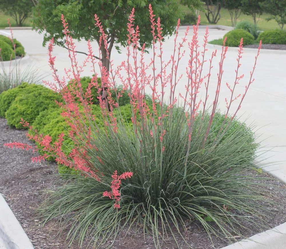 Red Yucca