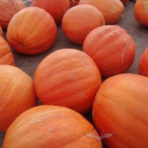 Pumpkins