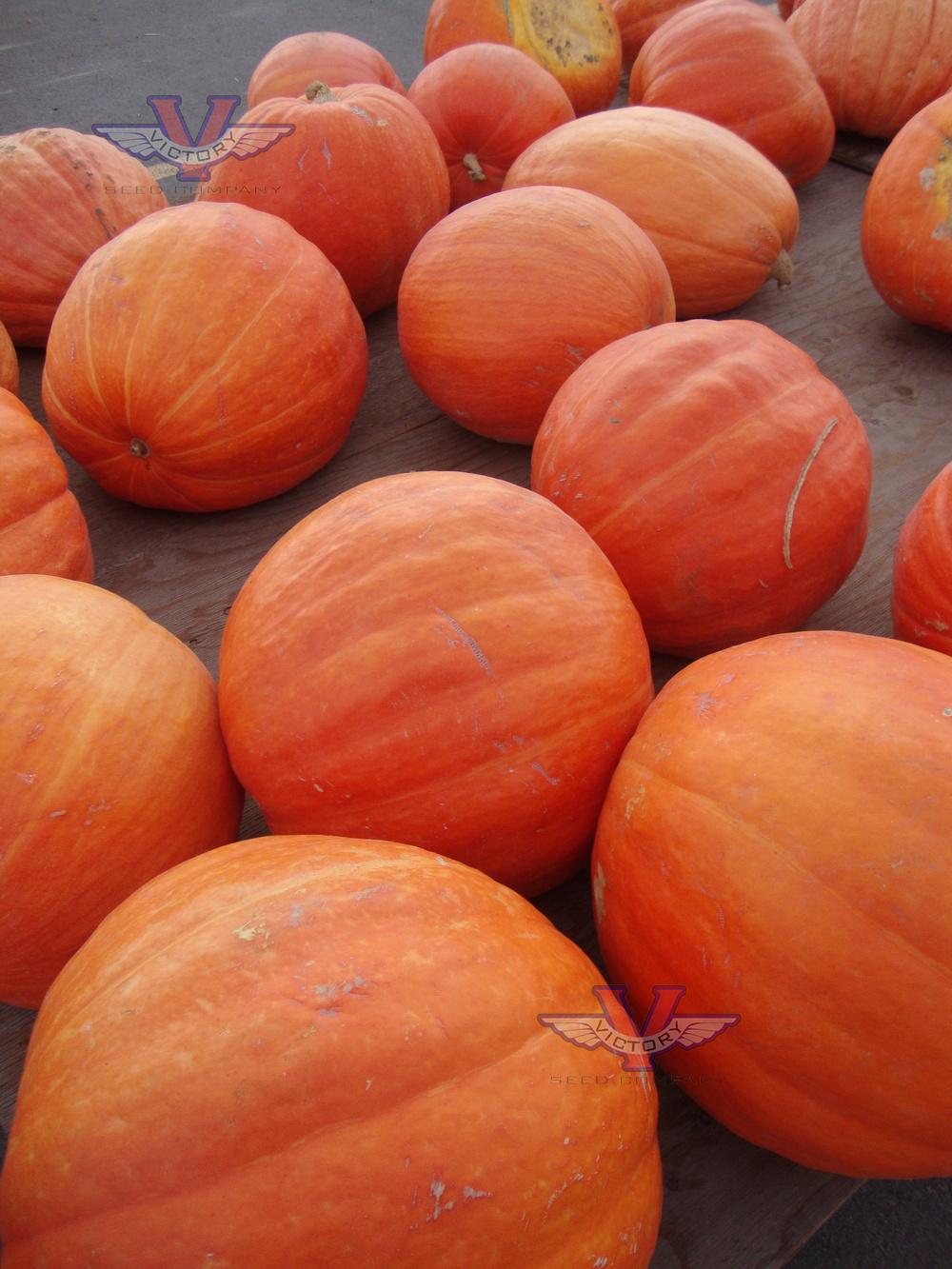 Big Max Pumpkin