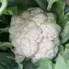 Early Snowball Cauliflower