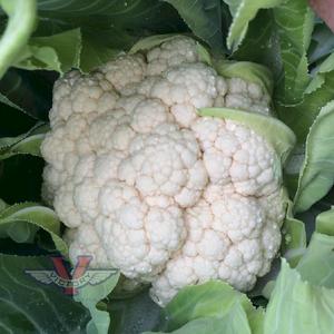 Early Snowball Cauliflower