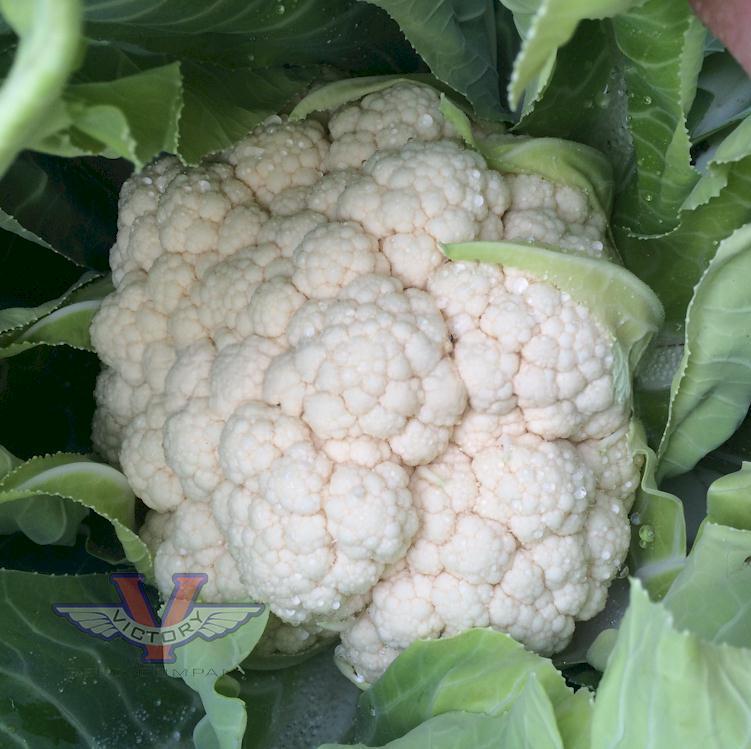 Early Snowball Cauliflower