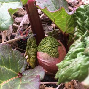 Rhubarb