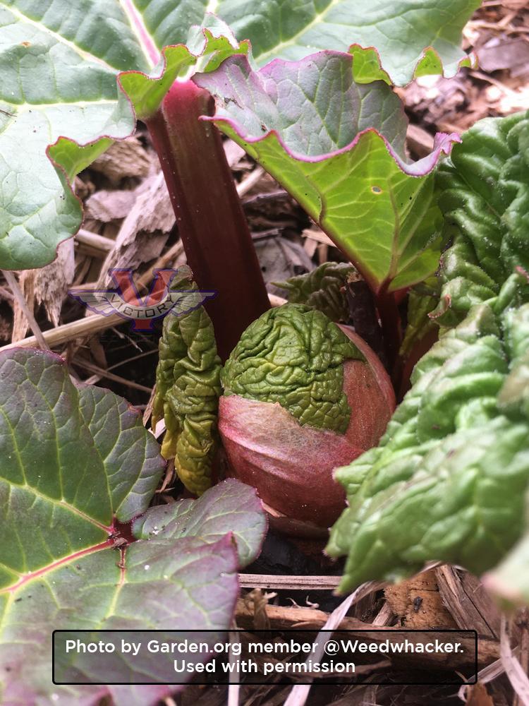Victoria Rhubarb