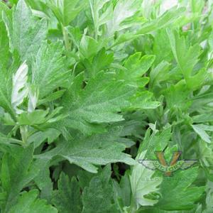 Mugwort