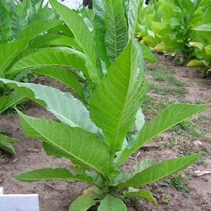 Perique Tobacco