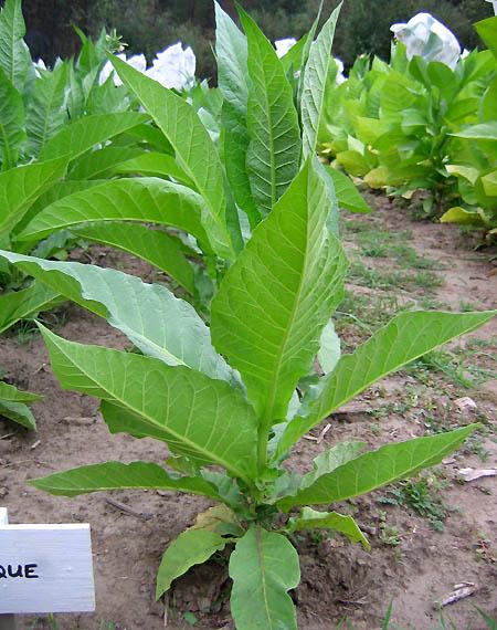 Perique Tobacco