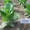 Florida Sumatra Tobacco