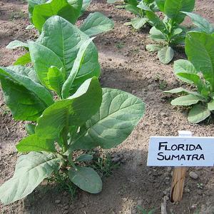 Florida Sumatra Tobacco
