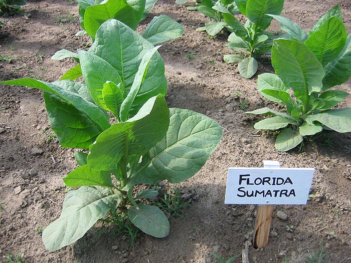 Florida Sumatra Tobacco