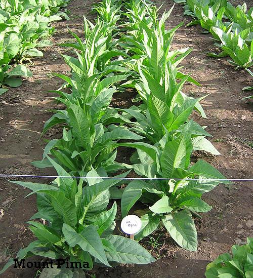 Mountain Pima Tobacco
