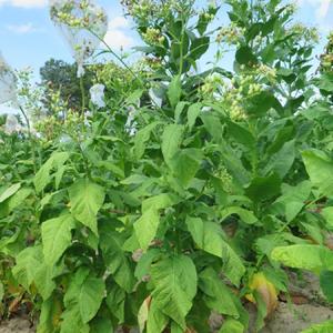 Texas Cuban Tobacco