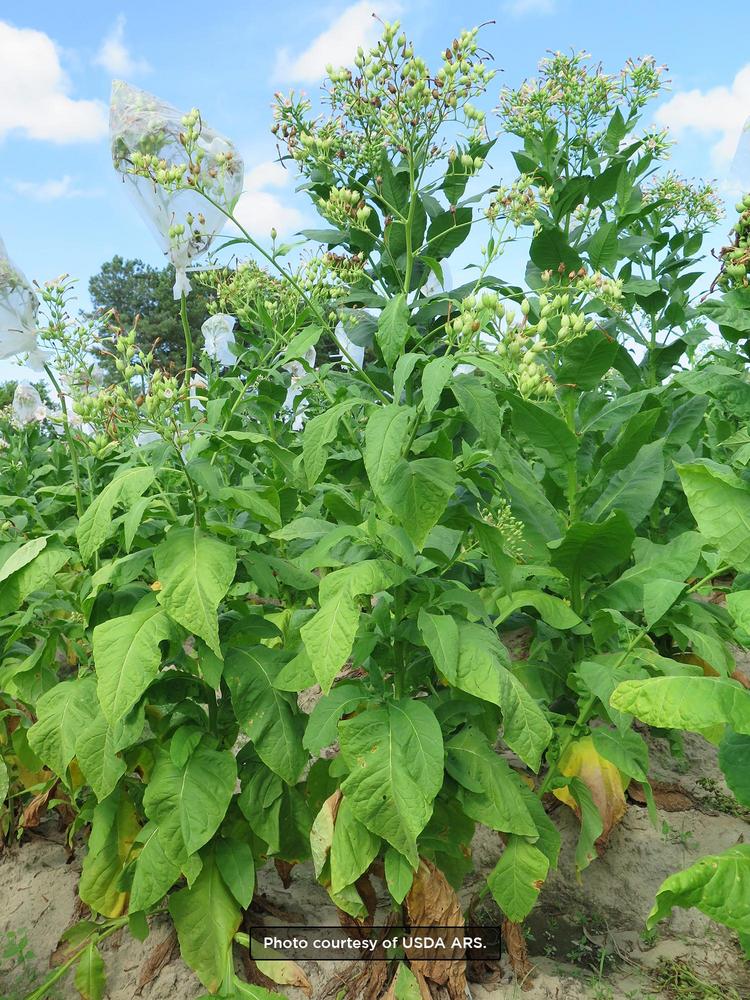 Texas Cuban Tobacco
