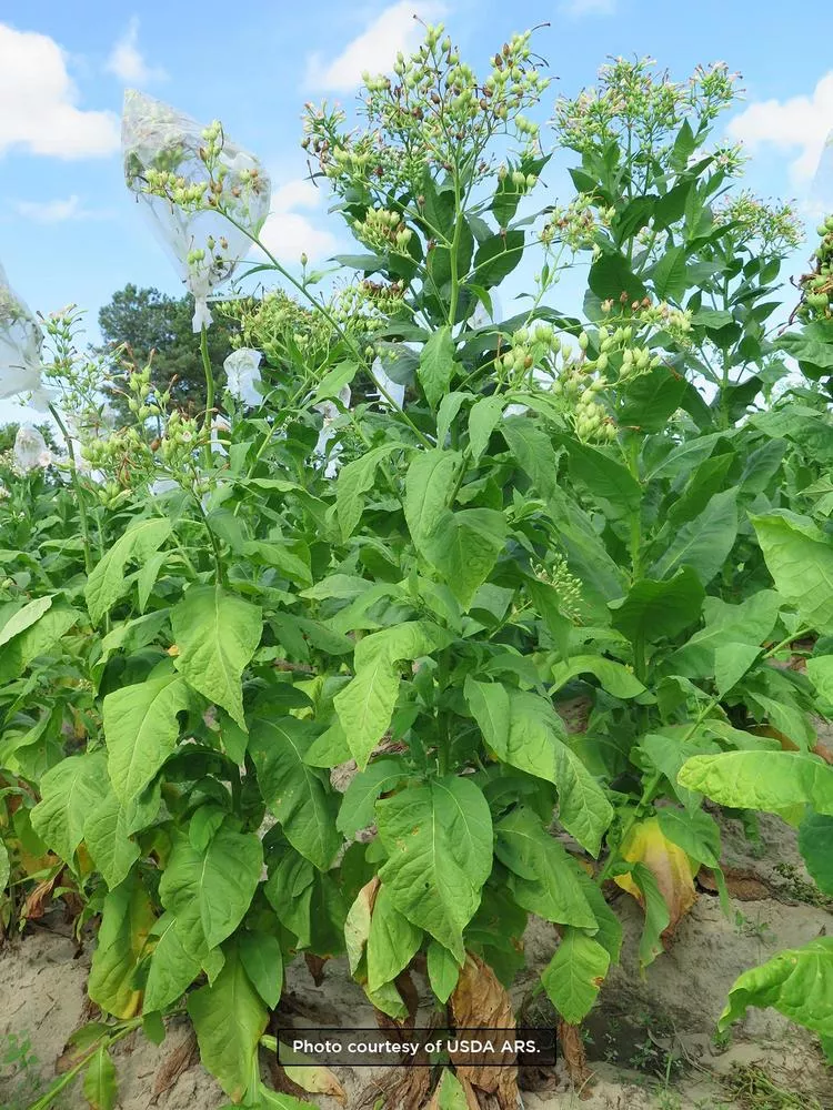 Texas Cuban Tobacco