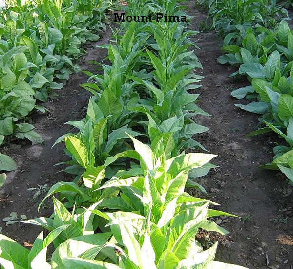 Mountain Pima Tobacco