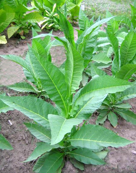 Perique Tobacco