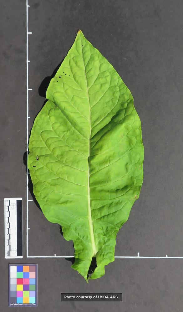 Texas Cuban Tobacco