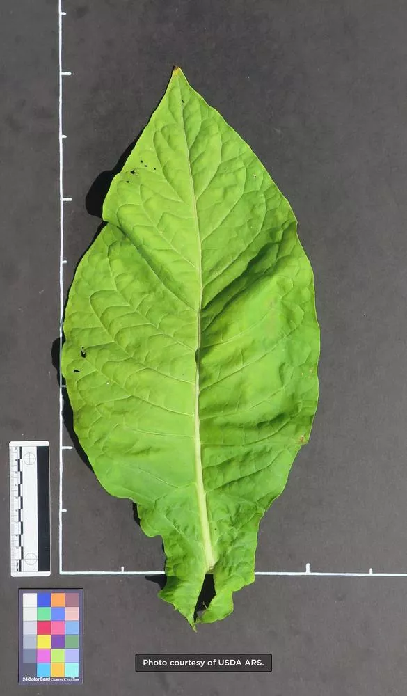 Texas Cuban Tobacco