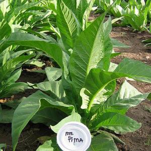 Mountain Pima Tobacco