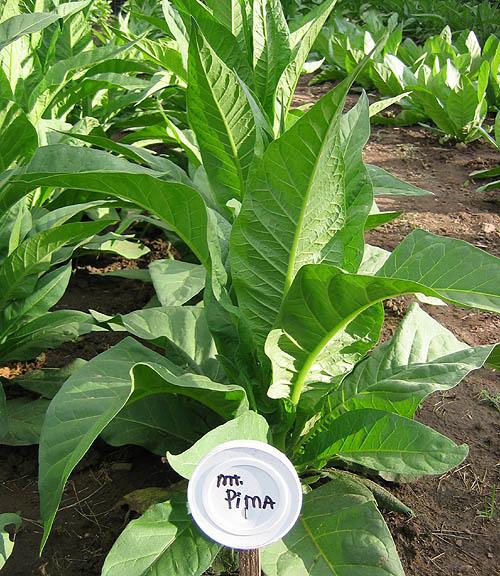 Mountain Pima Tobacco