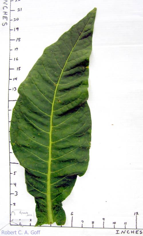 Mountain Pima Tobacco