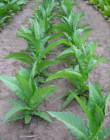Perique Tobacco