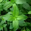 Peppermint