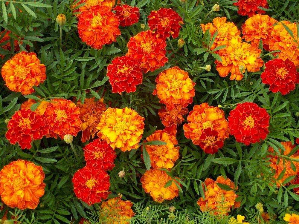 French Marigold 'Sparky Mix'
