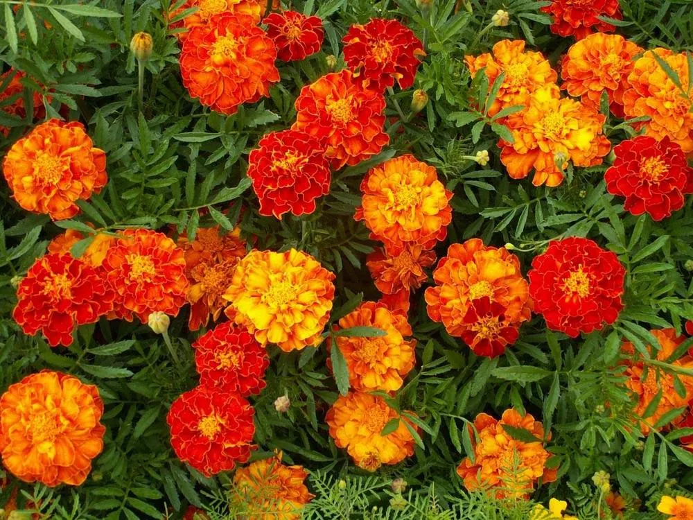 French Marigold 'Sparky Mix'