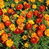 French Marigold 'Sparky Mix'