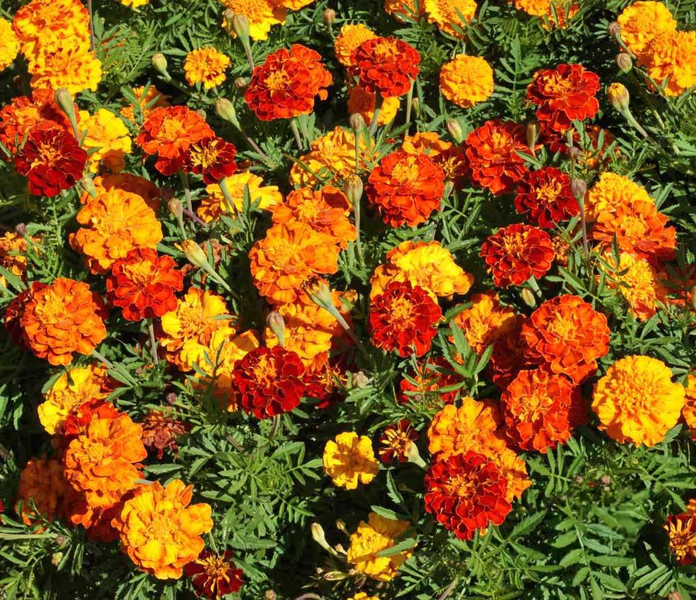 French Marigold 'Sparky Mix'