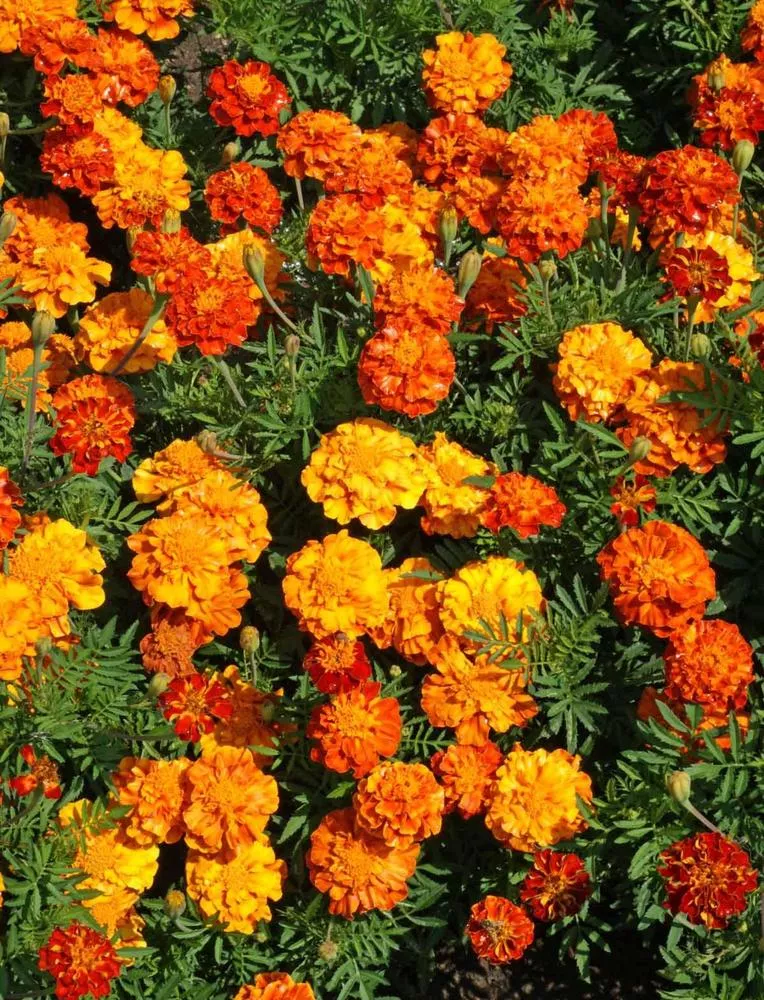 French Marigold 'Sparky Mix'