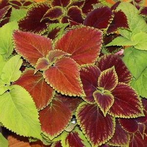Coleus 'Rainbow Mix'