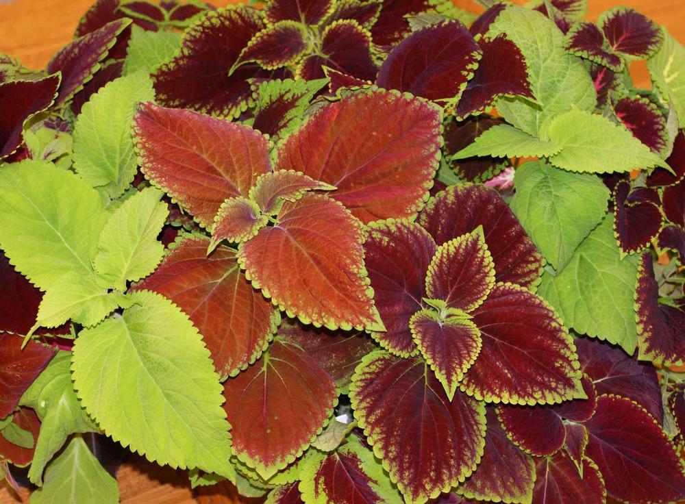 Coleus 'Rainbow Mix'