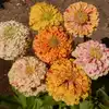 Zinnia, Peppermint Stick
