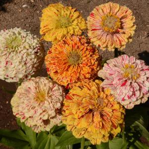 Zinnia, Peppermint Stick