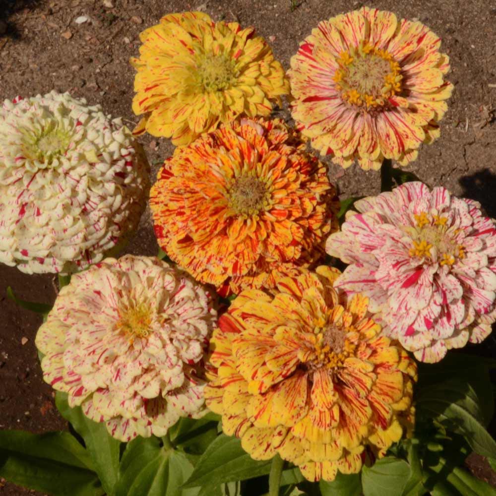 Zinnia, Peppermint Stick