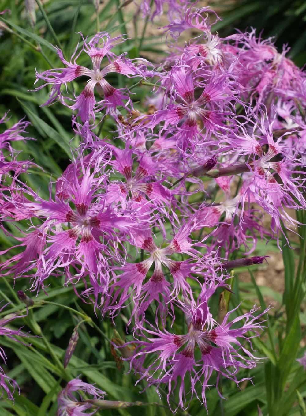 Dianthus 'Rainbow Loveliness'
