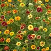 Mexican Zinnia, Persian Carpet