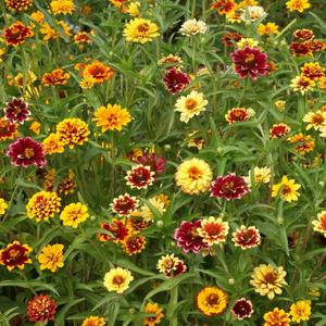 Mexican Zinnia, Persian Carpet