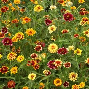 Mexican Zinnia, Persian Carpet